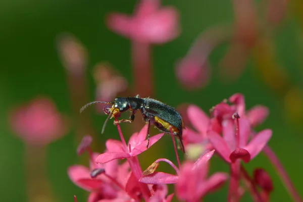 Kırmızı Çiçekte Yumuşak Böcek — Stok fotoğraf