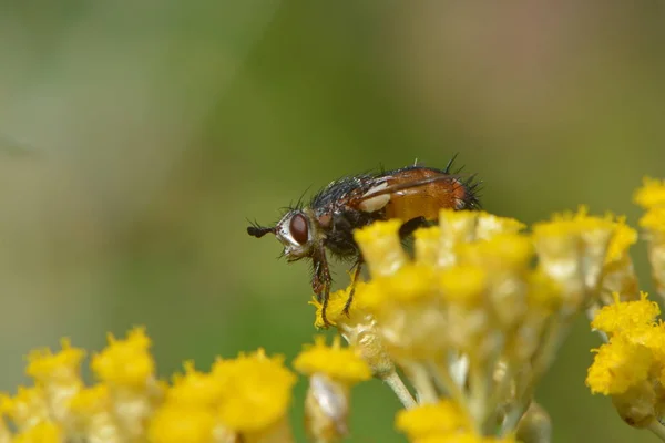 stink bugs fly on yellow umbel