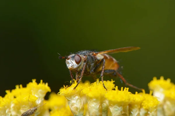 Arbusto Que Vuela Sobre Viudas Flor Amarillas —  Fotos de Stock