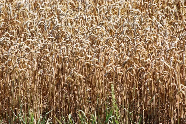 Otoño Llegado Cosecha Está Llegando — Foto de Stock