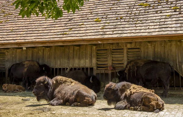 Bison Frente Mittgssonne —  Fotos de Stock