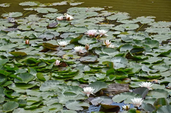 Gölette Nilüfer Çiçeği — Stok fotoğraf
