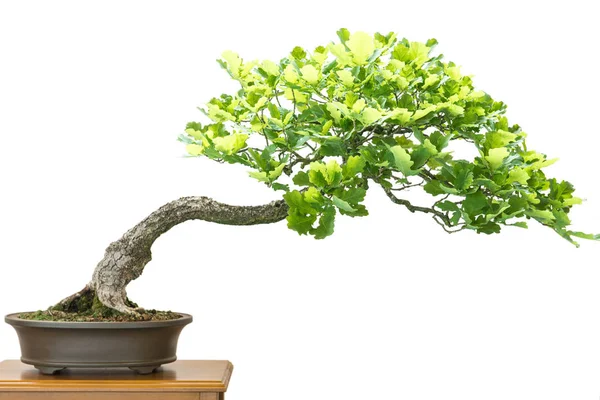 Tölgy Quercus Robur Bonsai Fától Mentes Fehér — Stock Fotó
