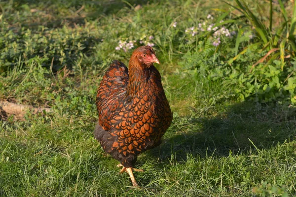 Glückliche Freilandhühner — Stockfoto