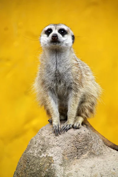 Meerkat Suricate Zvíře Přírodě — Stock fotografie