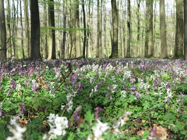 Corydalis Blühen Kalletal — Stockfoto