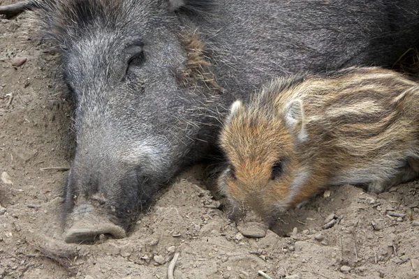 Young Animals Selective Focus — Stock Photo, Image