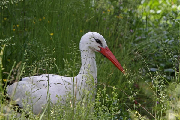 Storch Gras — Stockfoto