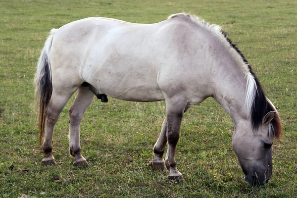 White Horse Equine Animal — Stock Photo, Image