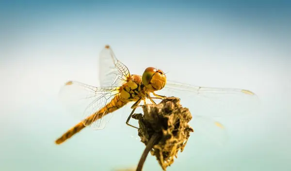 Entomologie Und Odonata Libelleninsekt — Stockfoto