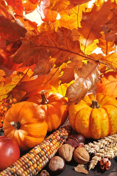 Thanksgiving Pumpkin Apples Nuts Corn Berries Bright Shining Oak Leaves — Stock Photo, Image