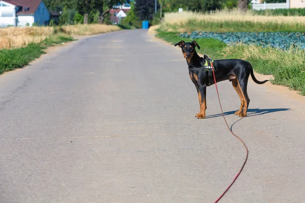 Perro Pinscher Alemán Mascota — Foto de Stock