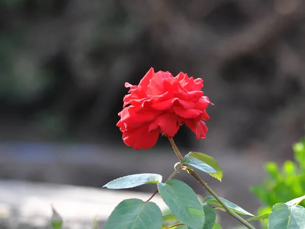 Hybrid Tea Ingrid Bergman Sunset — Stock Photo, Image