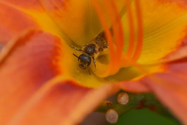 Abeilles Dans Calice Des Fleurs — Photo