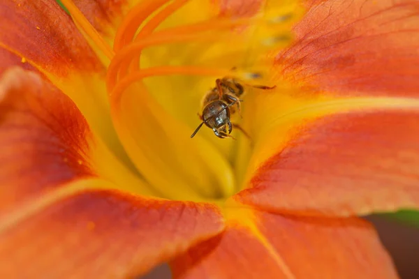 Μέλισσες Στο Calyx — Φωτογραφία Αρχείου