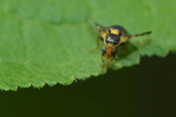Close Van Een Insect Wilde Natuur — Stockfoto
