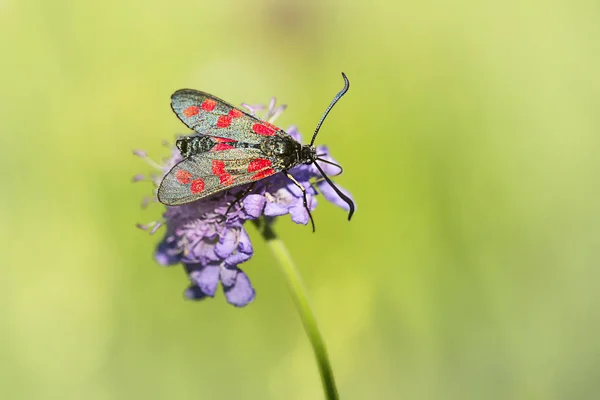 Burnet Met Zes Vlekken Schurftige Duiven — Stockfoto