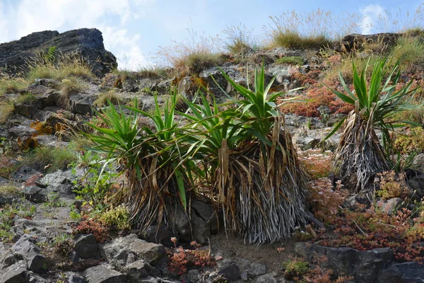 Pittoresk Utsikt Över Naturscenen — Stockfoto