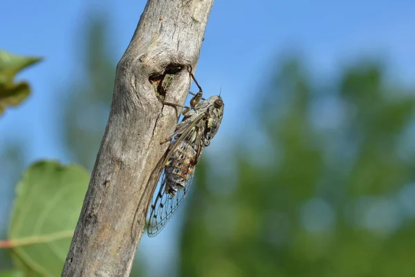 Bug Sur Arbre — Photo