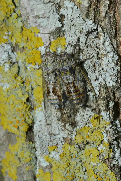 Detailní Pohled Hmyz Přírodě — Stock fotografie