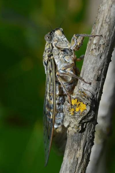 Closeup Του Bug Στην Άγρια Φύση — Φωτογραφία Αρχείου