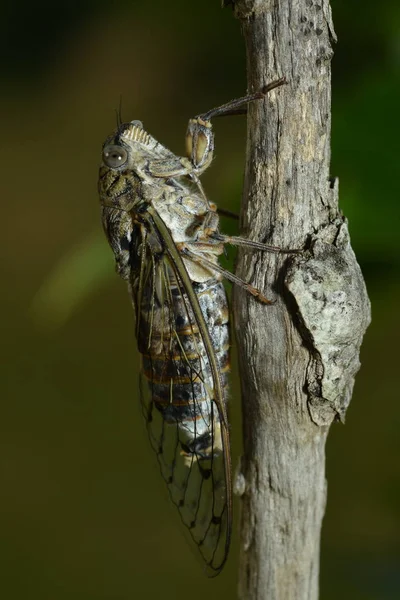Gros Plan Bug Nature Sauvage — Photo