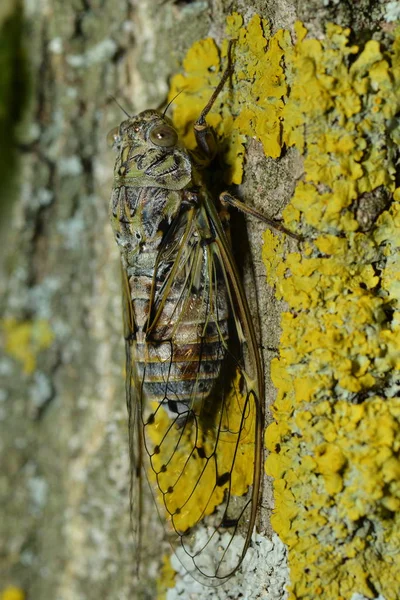 Nahaufnahme Von Wanzen Der Wilden Natur — Stockfoto