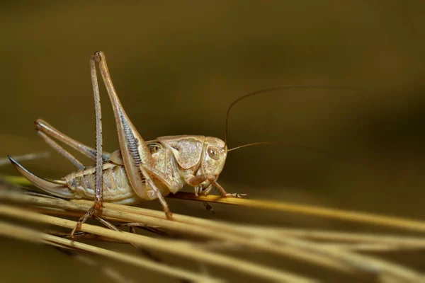 메뚜기 귀뚜라미 — 스톡 사진