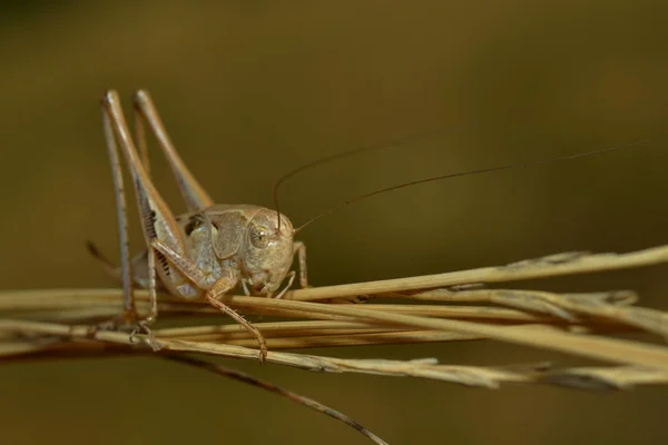 Ακρίδα Έντομο Bug Κρίκετ — Φωτογραφία Αρχείου