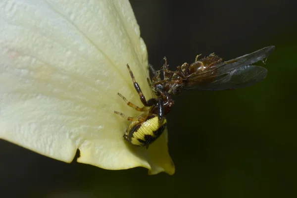 Une Araignée Crabe Des Neiges Sud Capture Une Reine Fourmis — Photo