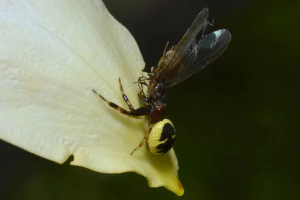 Aranha Caranguejo Brilho Sul Captura Uma Rainha Formiga — Fotografia de Stock