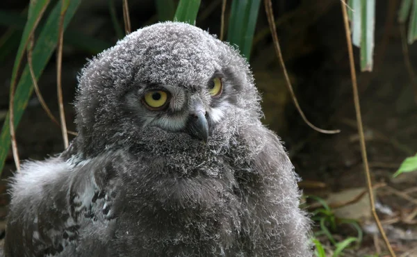 Animali Giovani Attenzione Selettiva — Foto Stock