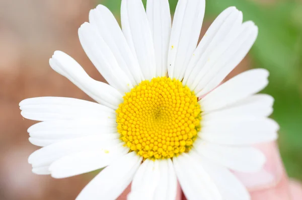 Makro Tusensköna Blomma — Stockfoto