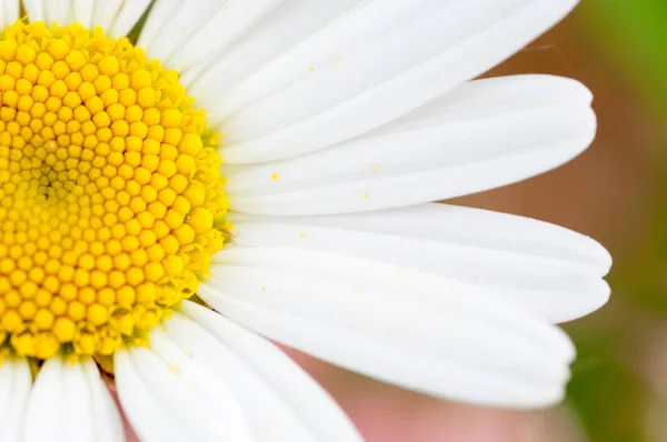 Makro Tusensköna Blomma — Stockfoto