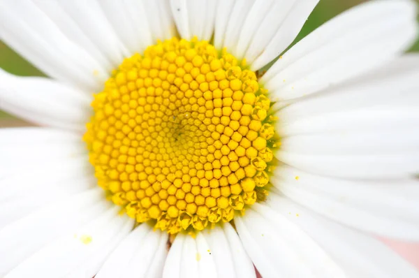 Макрон Дамских Цветков — стоковое фото
