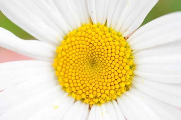 Macro Fleur Marguerite — Photo