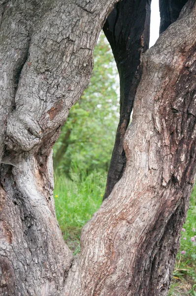 Стовбур Дерева Зеленому Лузі — стокове фото