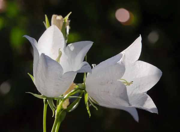 Weisse Glockenblume Campanula Persicifolia — Stock fotografie
