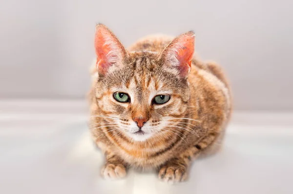 Όμορφη Νεαρή Θηλυκή Torti Tabby Γάτα Ουδέτερο Φόντο — Φωτογραφία Αρχείου