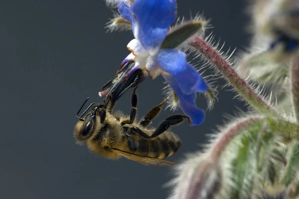 Detailní Pohled Hmyz Přírodě — Stock fotografie