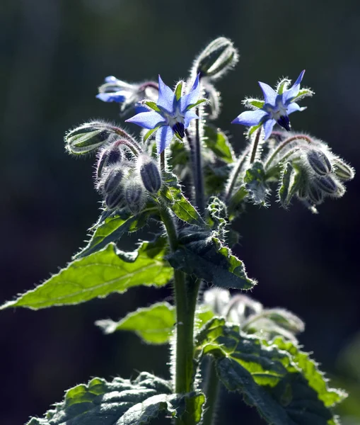 Bellissimi Fiori Sfondo Concetto Floreale — Foto Stock