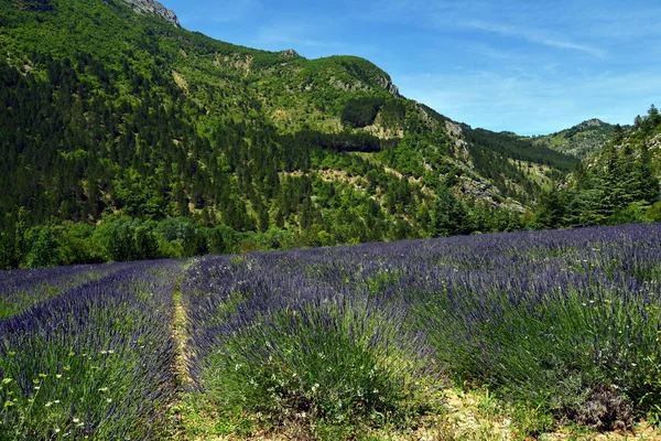 Lavender Fields Roanne — Stockfoto