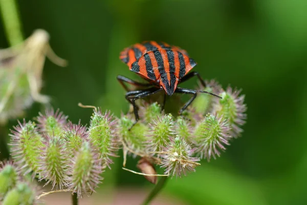 Streifenwanze Auf Blüte — Stockfoto