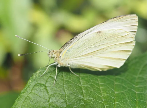 Vista Primer Plano Hermosa Mariposa Colorida —  Fotos de Stock