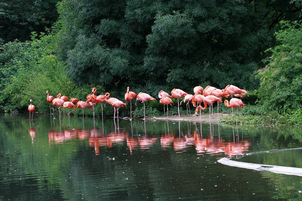 Vista Panorâmica Belo Pássaro Flamingo Natureza — Fotografia de Stock