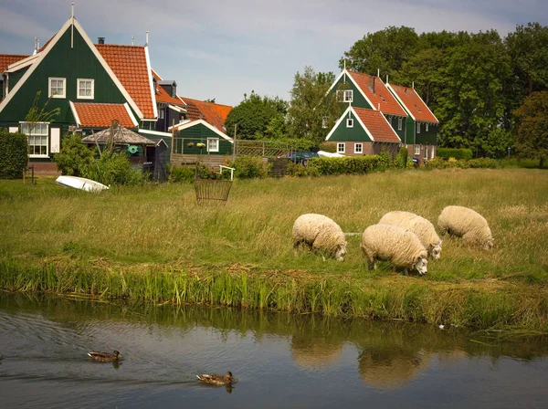 Pastorale Omgeving Van Het Platteland Nederland Met Grazende Schapen Grazende — Stockfoto