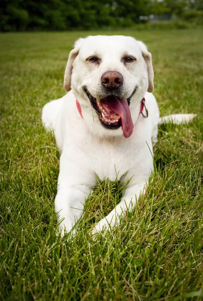 Happy Tired Labrador Retriever Lying Green Grass Panting — Stock Photo, Image