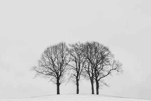 Group Trees Black White Taken Winter — Stock Photo, Image