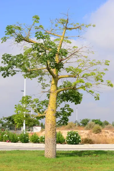 Бутылочное Дерево Испании — стоковое фото