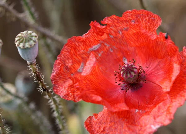 Fleur Pavot Rouge Dans Prairie — Photo